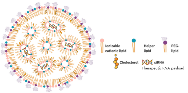 LNP (Lipid nanoparticle) 일반 구조 및 주요 구성 성분들 (출처, Mendonca M.C.P. et al. (2023) Drug Discovery Today)