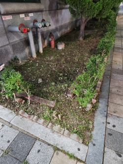 인근 한 건물의 화단 모습