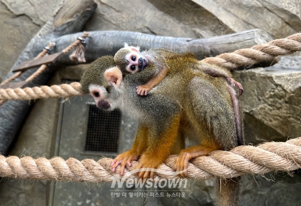 아산시시설관리공단 생태곤충원 다람쥐원숭이