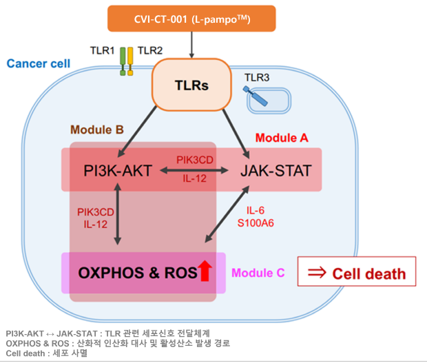 AI 알고리즘을 활용하여 예측한 면역항암제 CVI-CT-001(L-pampo™)의 암세포 사멸 관련 경로 도식
