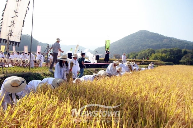 아트밸리 아산 제3회 에코 농(農) 페스티벌 전통 벼베기 행사