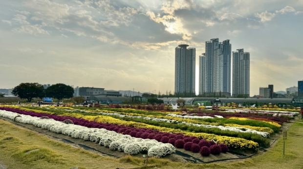 뱃머리마을 꽃밭 전경