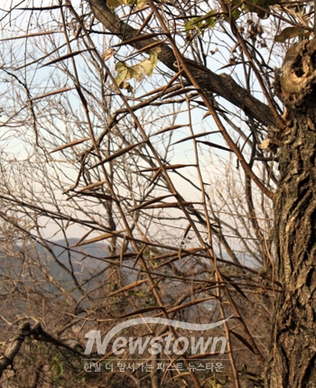 몽산성 시무나무 군락지