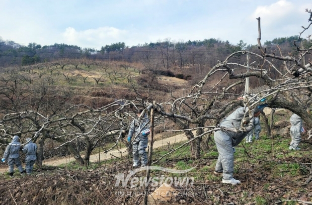 과수화상병 예방 전염원 사전 제거 집중 기간 운영