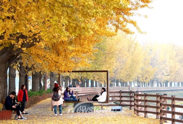 곡교천 은행나무길