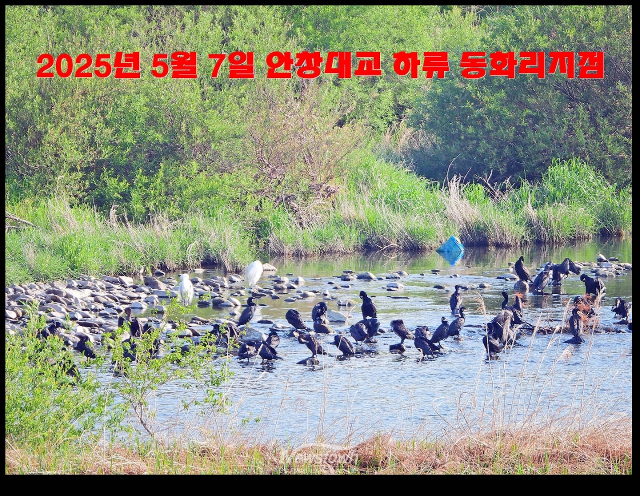 2025년 5월 7일 섬강 안창리에서 목격된 민물가마우지떼 사진 (1200mm렌즈로 촬영)