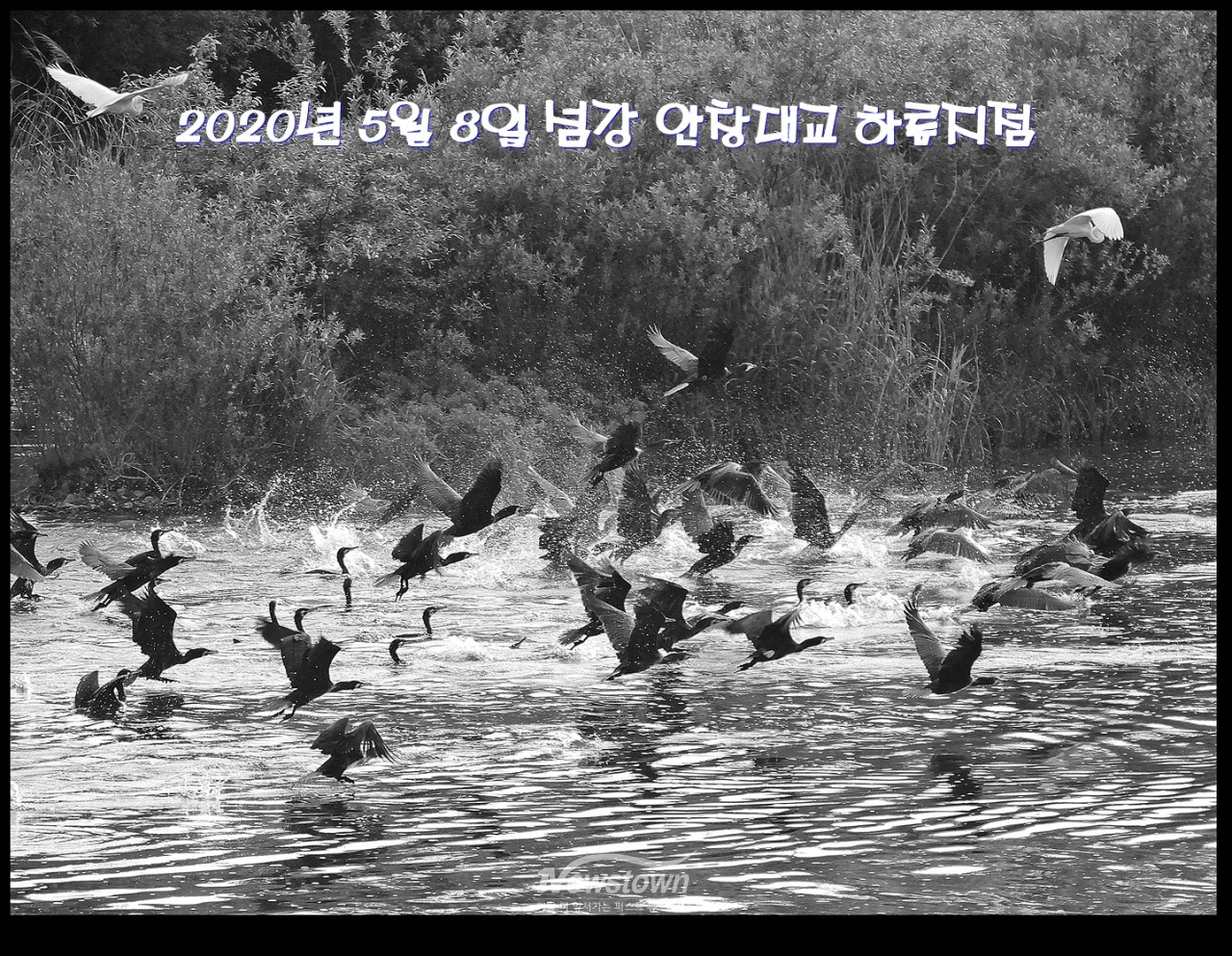 2020년 5월 6일 안창리 섬강변에서 촬영한 민물 가마우지떼 (흑백촬영)