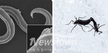 파나그롤라이무스 콜리마엔시스(좌)와 벨기카 안타르크티카(우)