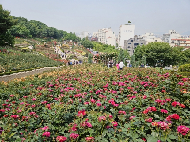 도당공원 백만송이장미원