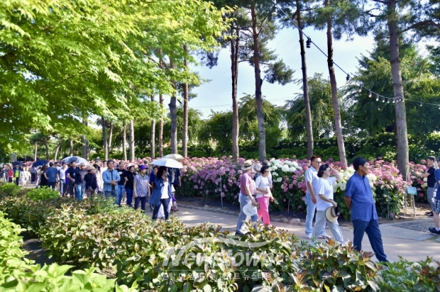 유구색동수국정원 꽃 축제