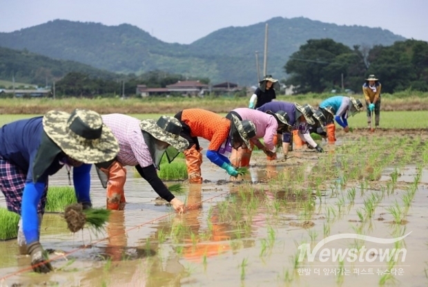 모내기 모습 / 사진=정읍시청 제공