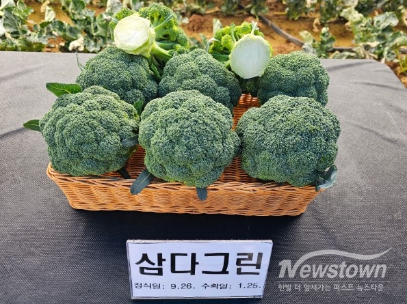 병에 강하고 수량성 높은 제주 브로콜리 / 사진=제주도청 제공