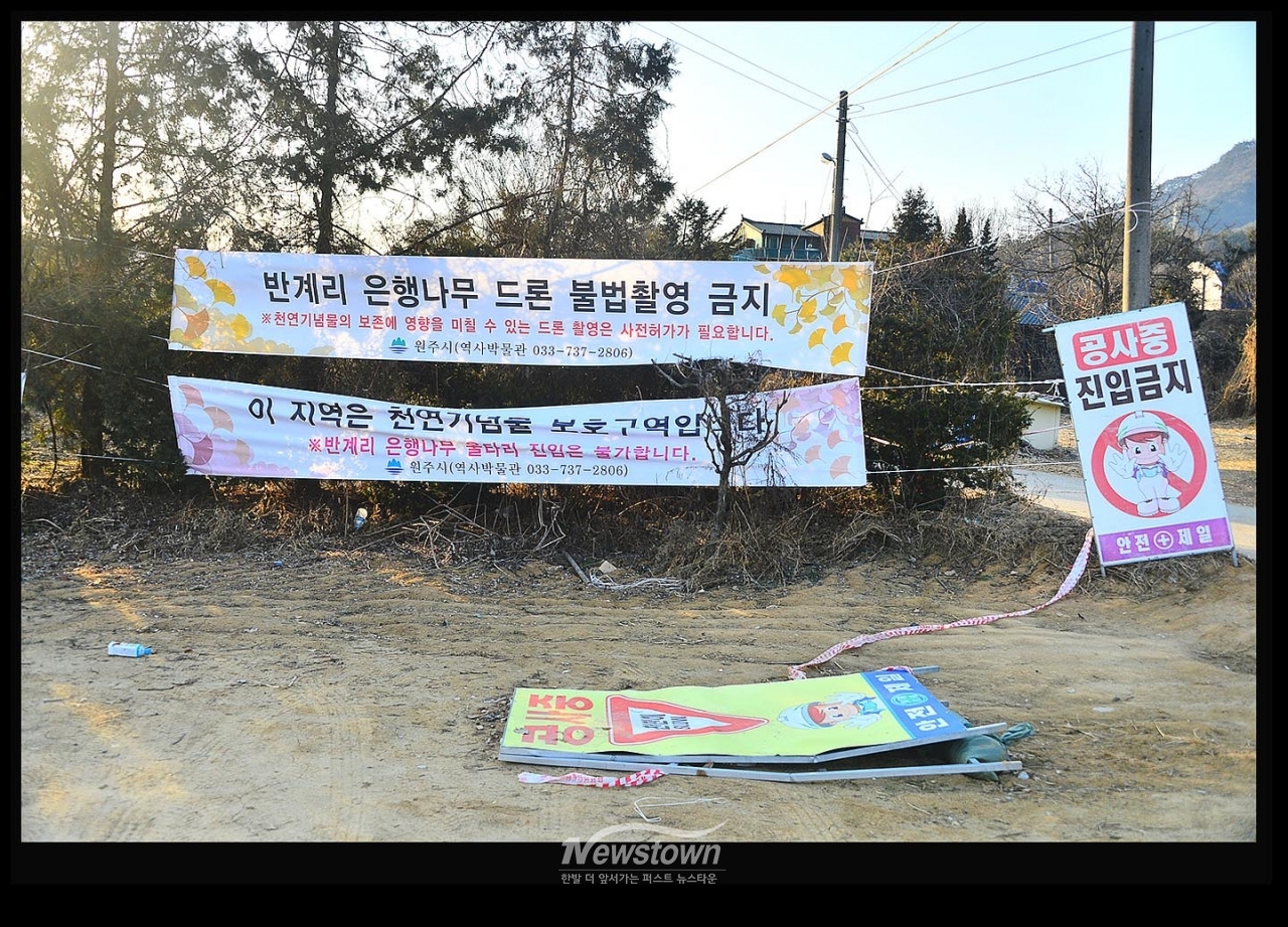 마을진입로의 상태와 은행나무의 각 다른계절 사진