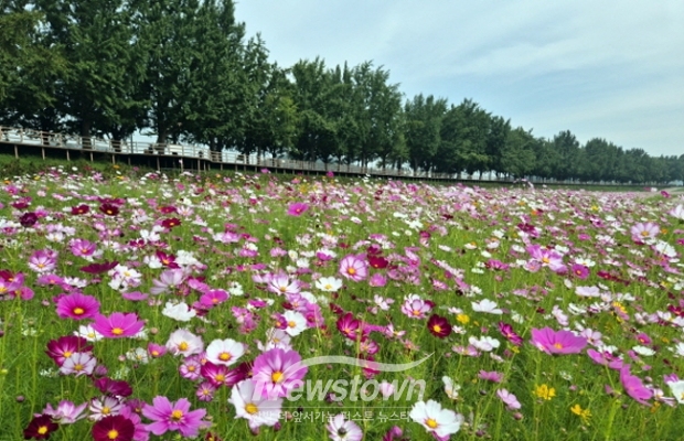 곡교천 가을 초화원