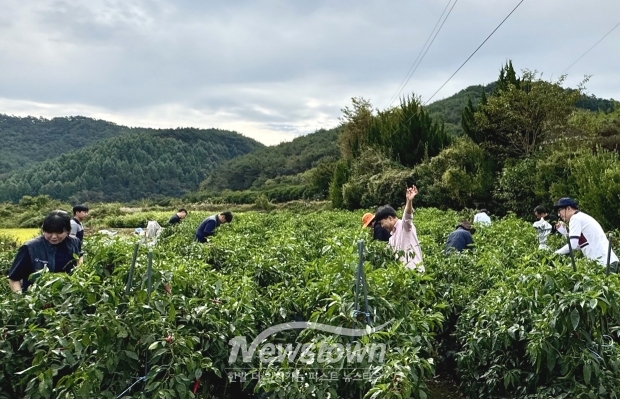 가을철 농촌일손돕기(고추수확)