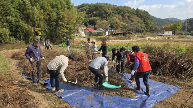 고성군 녹지공원과와 고성군산림조합이 일손 부족으로 어려움을 겪는 대가면 농가를 찾아 참깨 수확을 지원했다/고성군