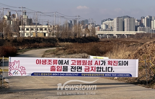 고병원성 조류인플루엔자(AI)