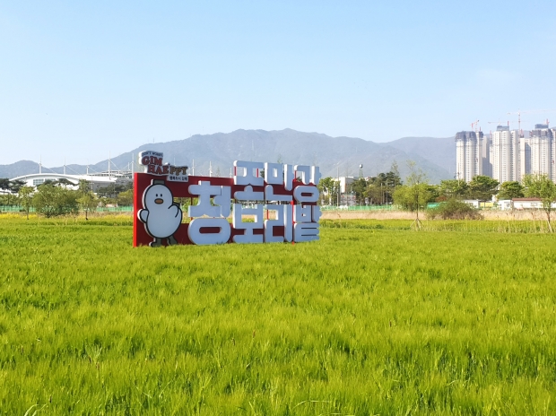 조만강 청보리 밭 전경/사진 김해시제공