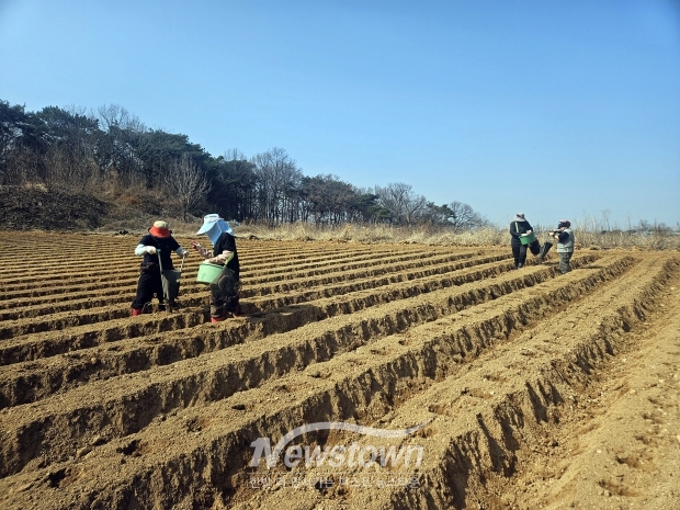 감자파종(사진 / 당진시 제공)