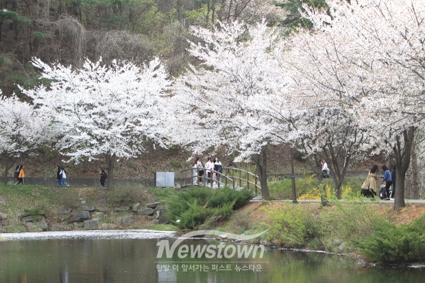 호서대학교 소류지 벚꽃 명소(사진 / 뉴스타운)