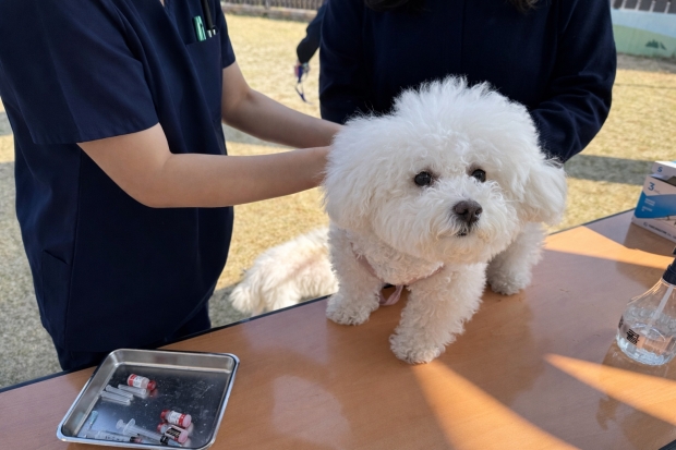 경주시, 반려견 광견병 무료 예방접종 실시