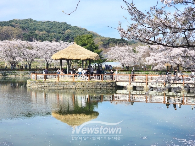 당진 면천 골정지 전국 벚꽃명소로 각광...주말 인산인해