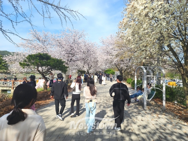 당진 면천 골정지 벚꽃(사진 / 뉴스타운)