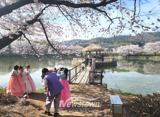 당진 면천 골정지 벚꽃(사진 / 뉴스타운)