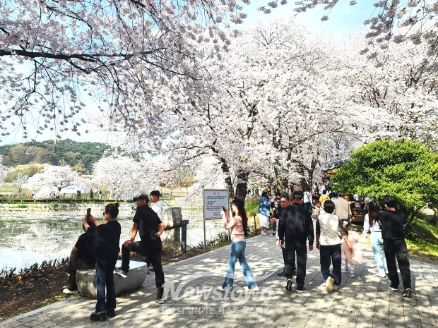 당진 면천 골정지 벚꽃(사진 / 뉴스타운)