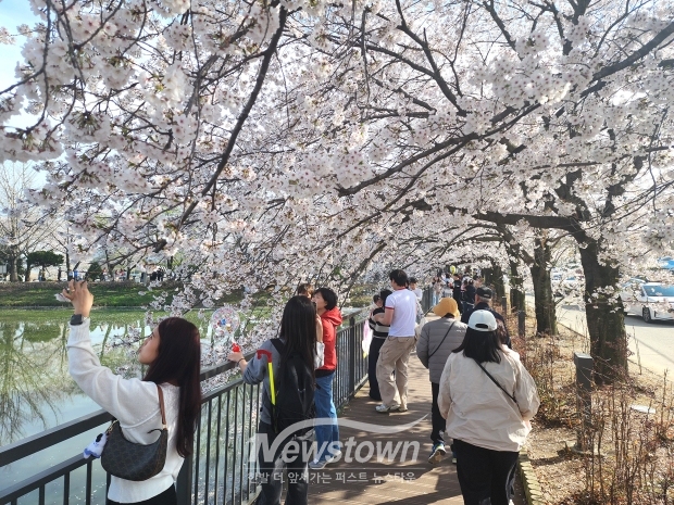 당진 면천 골정지 벚꽃(사진 / 뉴스타운)