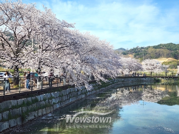 당진 면천 골정지 벚꽃(사진 / 뉴스타운)