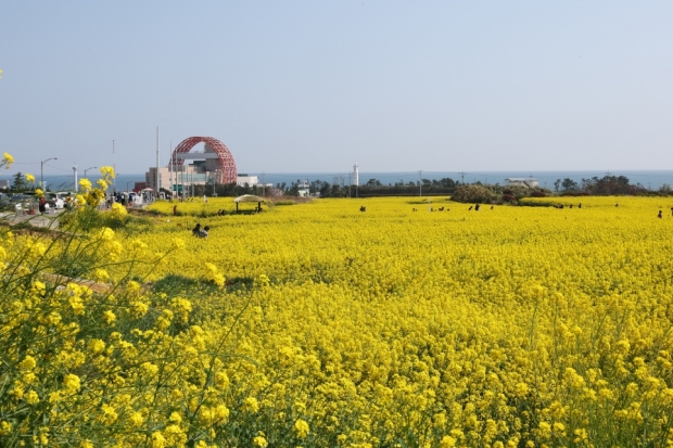 유채꽃이 만발한 호미곶 경관단지 전경