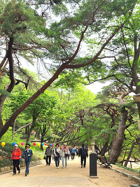 ​통도사 무풍한송길 건강걷기/사진 양산시제공​