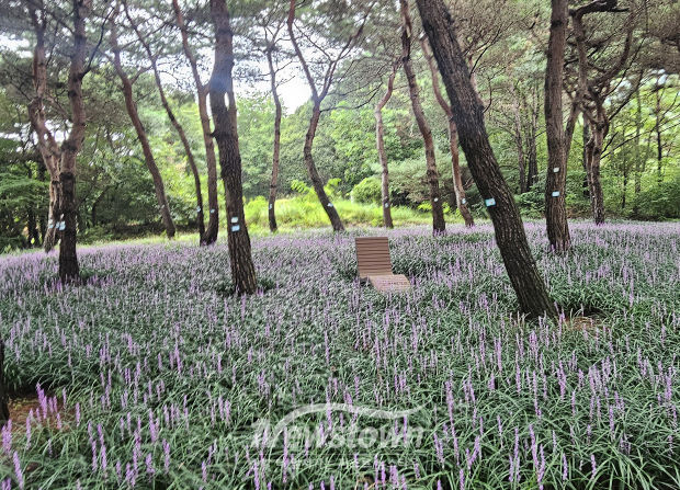 내포신도시 보훈공원 맥문동(사진 / 충청남도 제공)